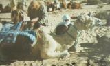 1997: A camel trek to South-Tunisia